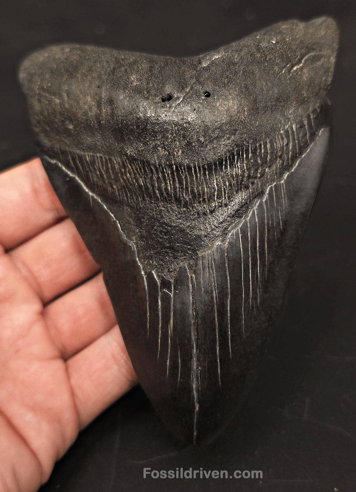 5.32" Fossil Megalodon Tooth - Beaufort, South Carolina | Fossil Driven - Fossil Driven