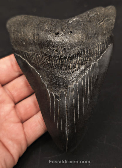 5.32" Fossil Megalodon Tooth - Beaufort, South Carolina | Fossil Driven - Fossil Driven
