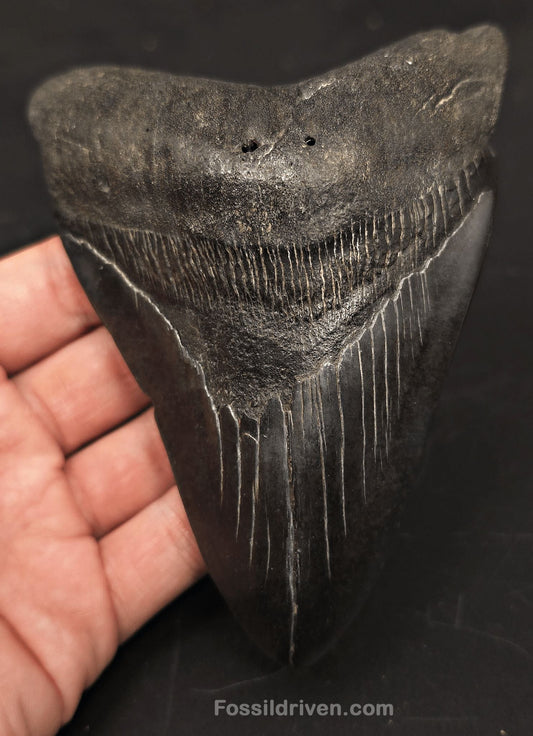 5.32" Fossil Megalodon Tooth - Beaufort, South Carolina | Fossil Driven - Fossil Driven