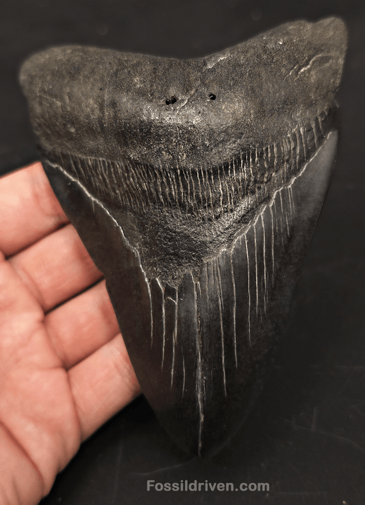 5.32" Fossil Megalodon Tooth for Sale - Beaufort, South Carolina | Fossil Driven - Fossil Driven