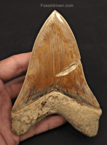 5.33" Fossil Megalodon Tooth - Java, Indonesia | Fossil Driven - Fossil Driven