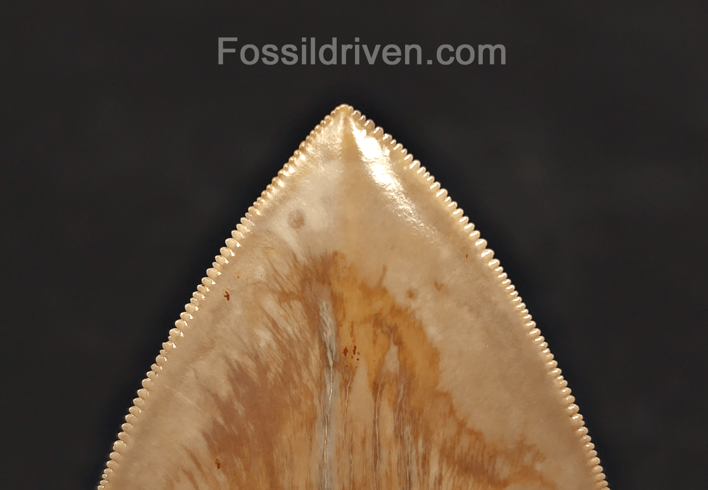 5.33" Fossil Megalodon Tooth - Java, Indonesia | Fossil Driven - Fossil Driven