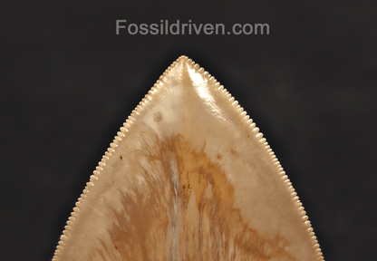 5.33" Fossil Megalodon Tooth - Java, Indonesia | Fossil Driven - Fossil Driven