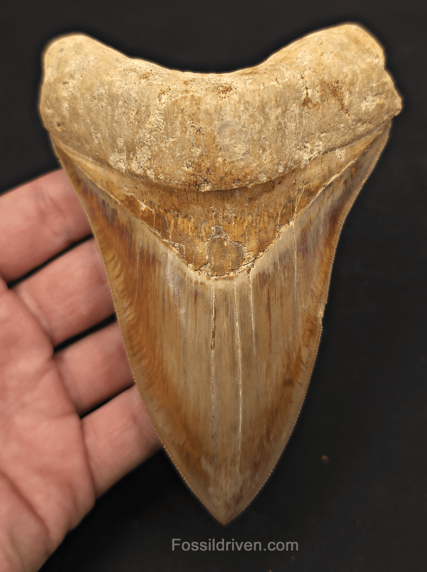 5.33" Fossil Megalodon Tooth - Java, Indonesia | Fossil Driven - Fossil Driven