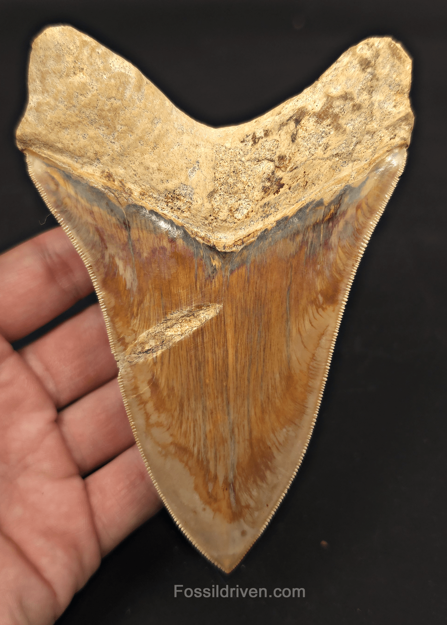 5.33" Fossil Megalodon Tooth - Java, Indonesia | Fossil Driven - Fossil Driven