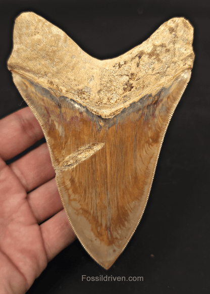 5.33" Fossil Megalodon Tooth - Java, Indonesia | Fossil Driven - Fossil Driven