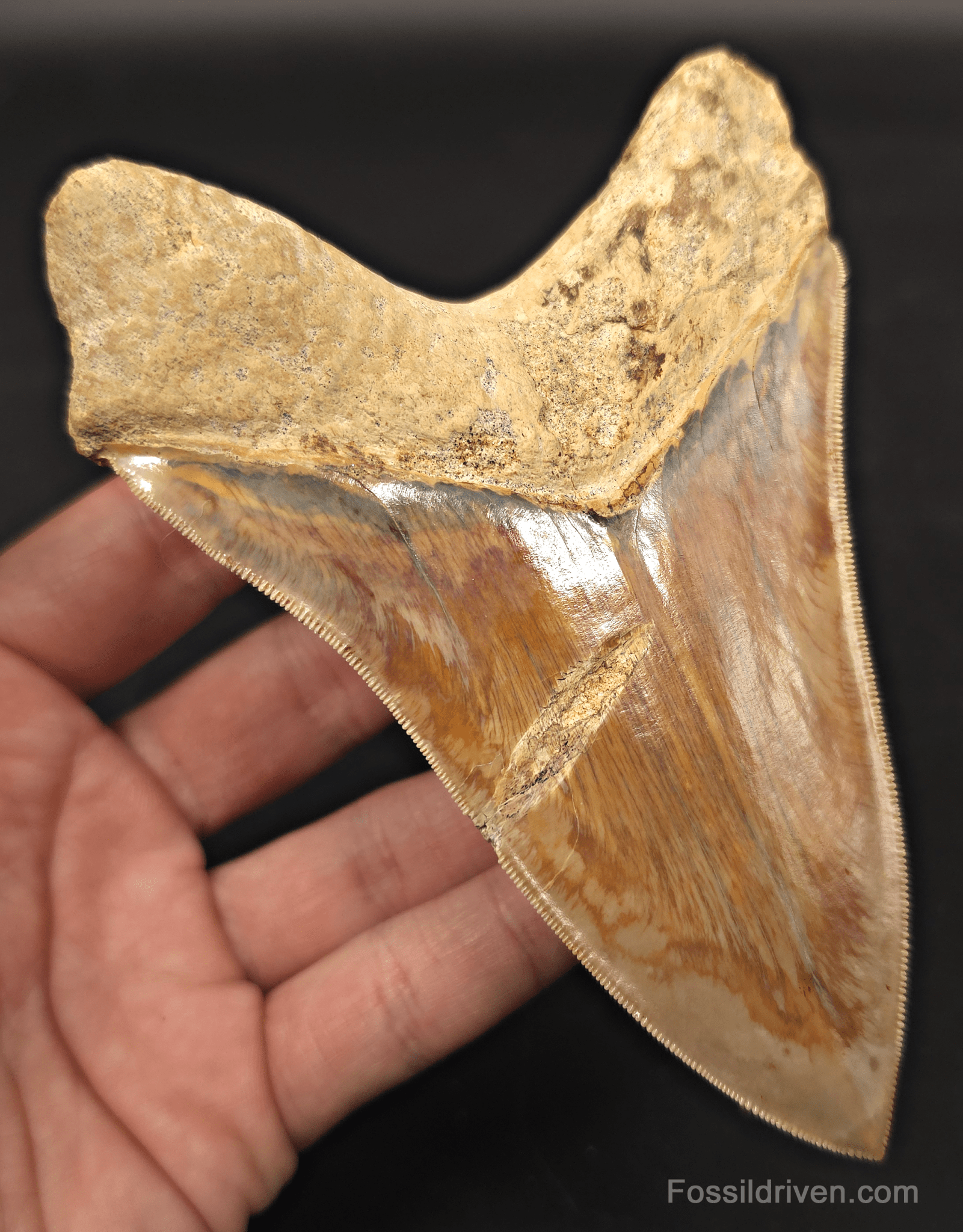 5.33" Fossil Megalodon Tooth - Java, Indonesia | Fossil Driven - Fossil Driven