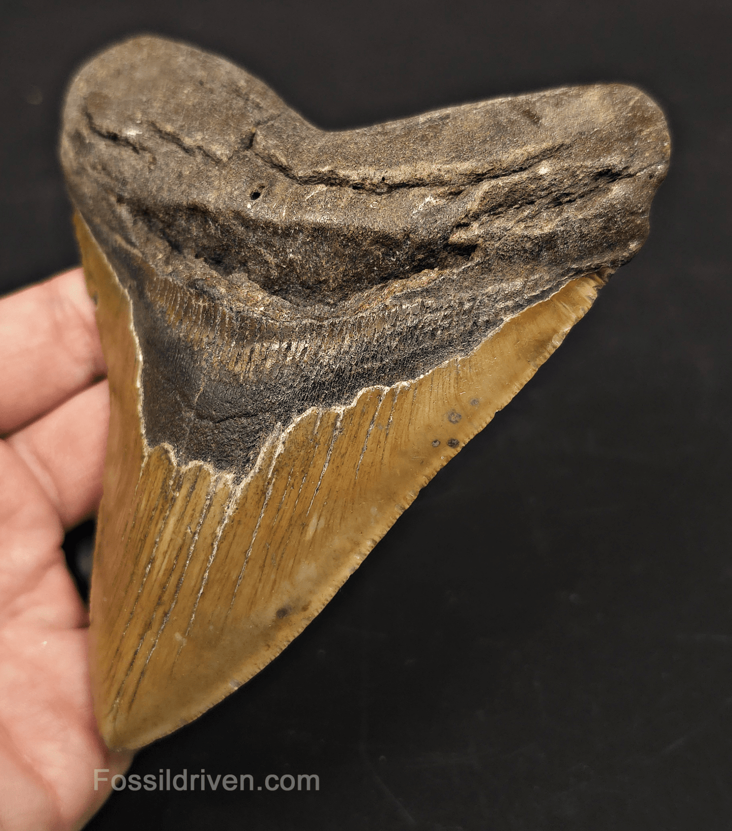5.33" Fossil Megalodon Tooth - North Carolina | Fossil Driven - Fossil Driven