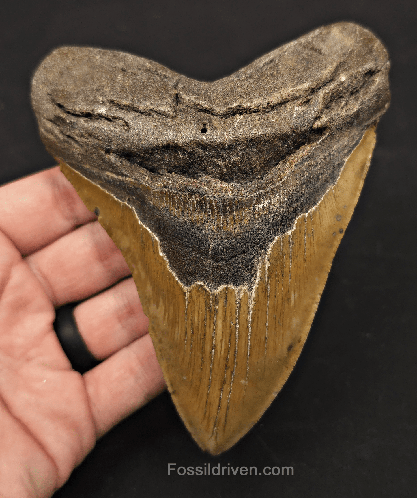5.33" Fossil Megalodon Tooth - North Carolina | Fossil Driven - Fossil Driven