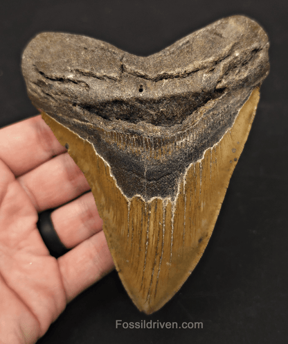 5.33" Fossil Megalodon Tooth - North Carolina | Fossil Driven - Fossil Driven
