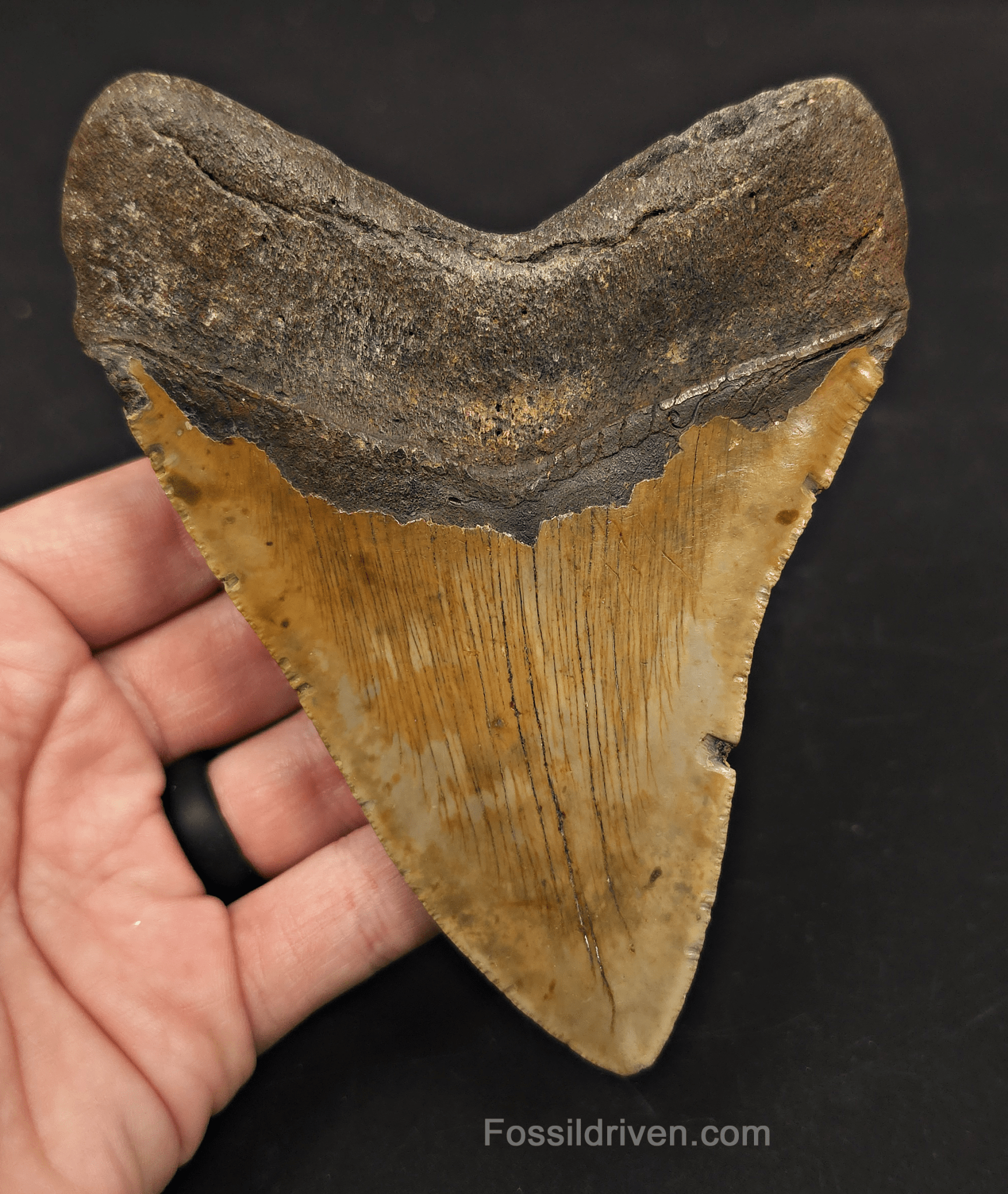 5.33" Fossil Megalodon Tooth - North Carolina | Fossil Driven - Fossil Driven