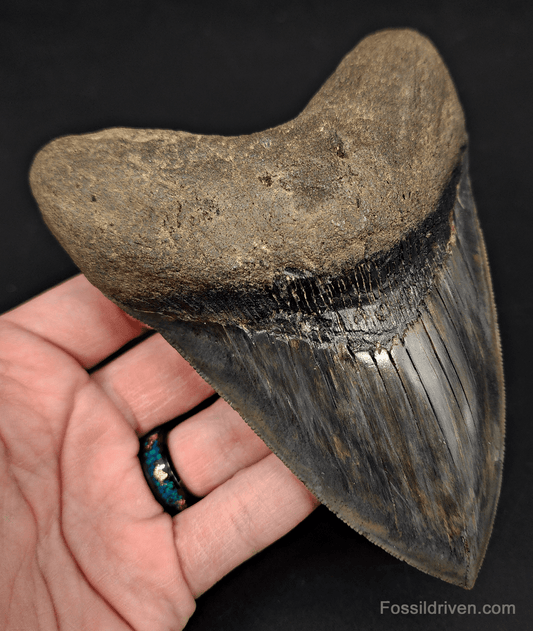 5.33" South Carolina Megalodon Tooth - Sharply Serrated - Restored Fossil Shark Tooth - Fossil Driven