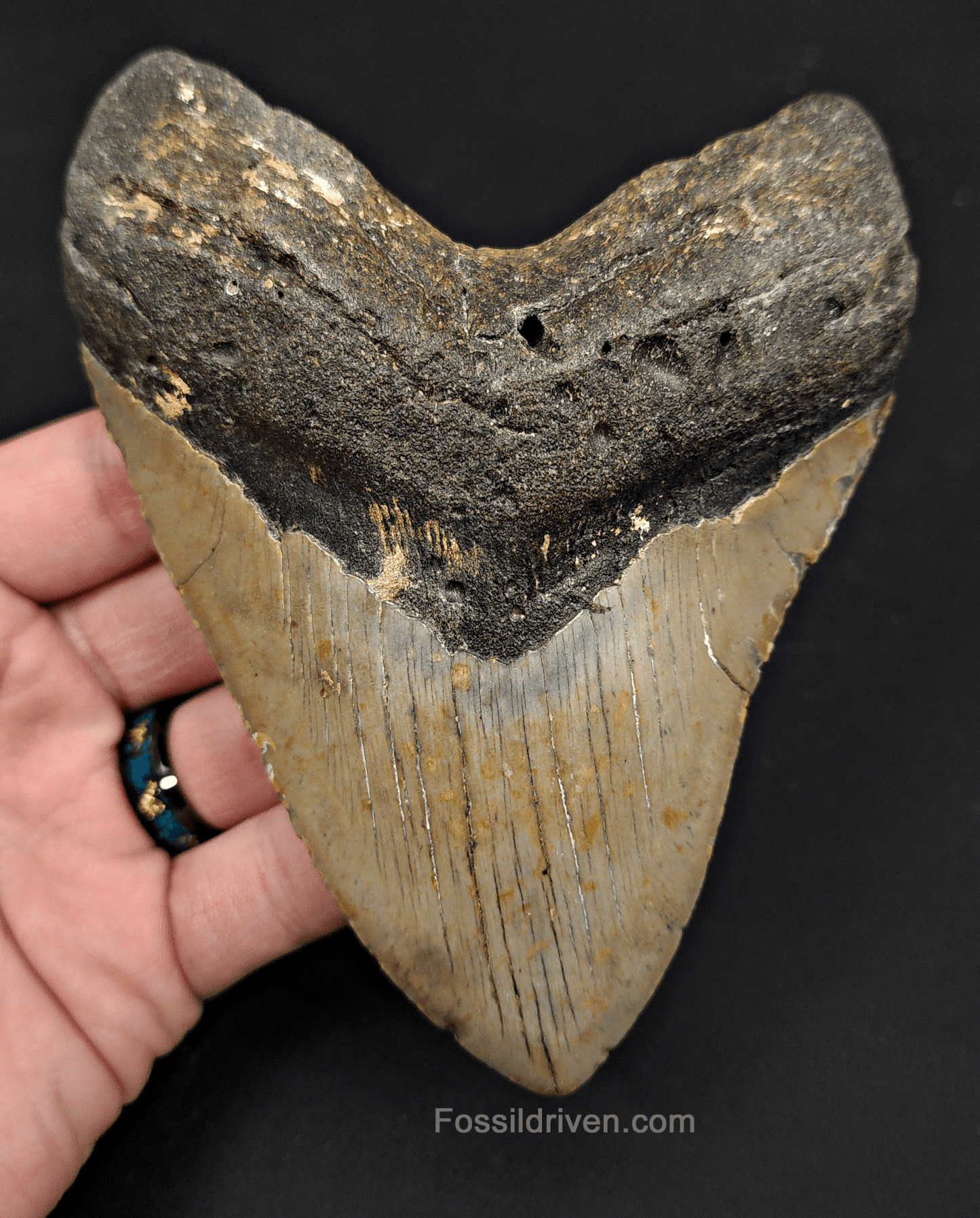 5.34" North Carolina Megalodon Tooth - Complete Specimen - Authentic Fossil Shark Tooth - Fossil Driven