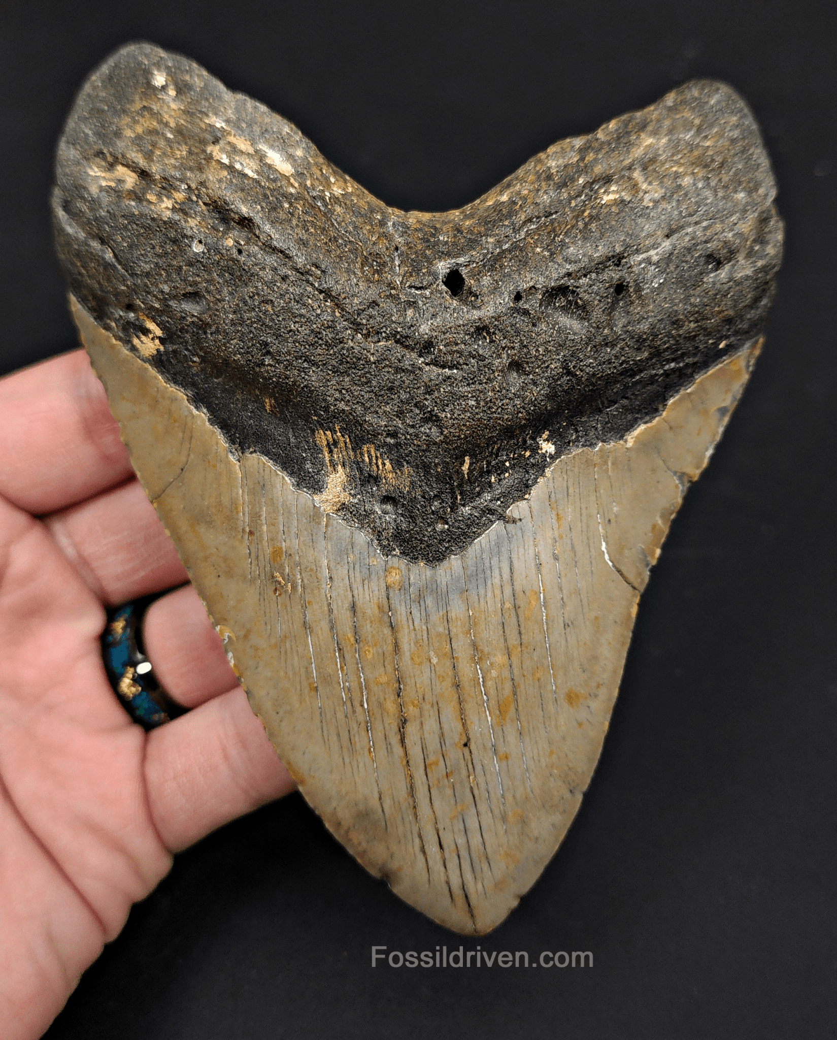 5.34" North Carolina Megalodon Tooth - Complete Specimen - Authentic Fossil Shark Tooth - Fossil Driven