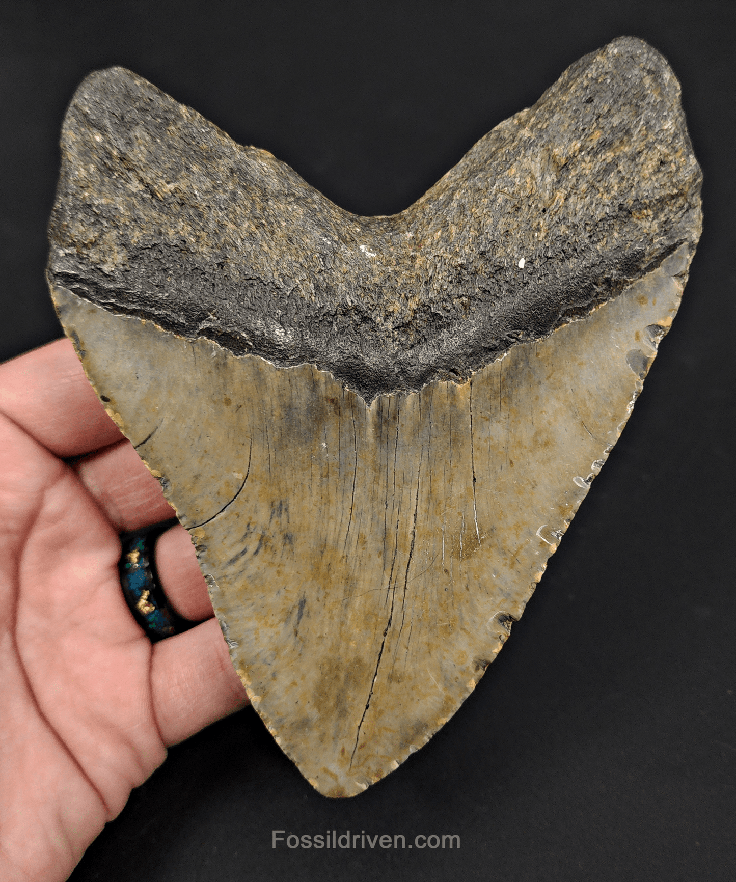 5.34" North Carolina Megalodon Tooth - Complete Specimen - Authentic Fossil Shark Tooth - Fossil Driven