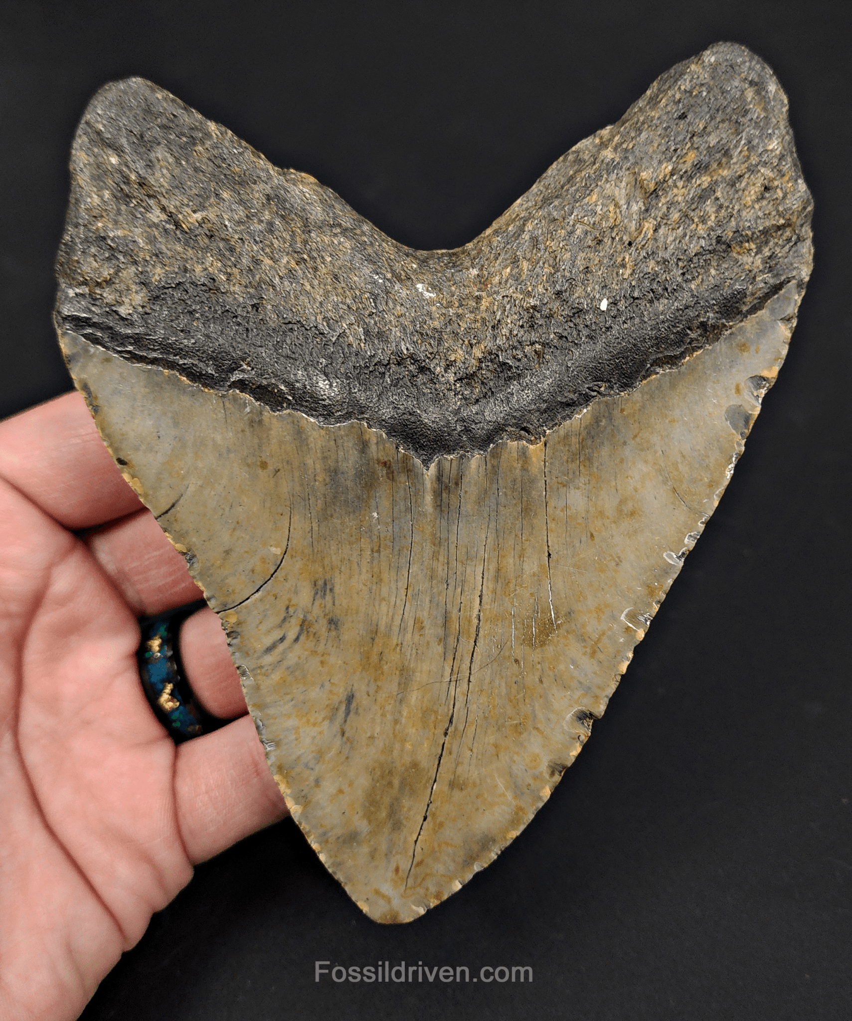 5.34" North Carolina Megalodon Tooth - Complete Specimen - Authentic Fossil Shark Tooth - Fossil Driven