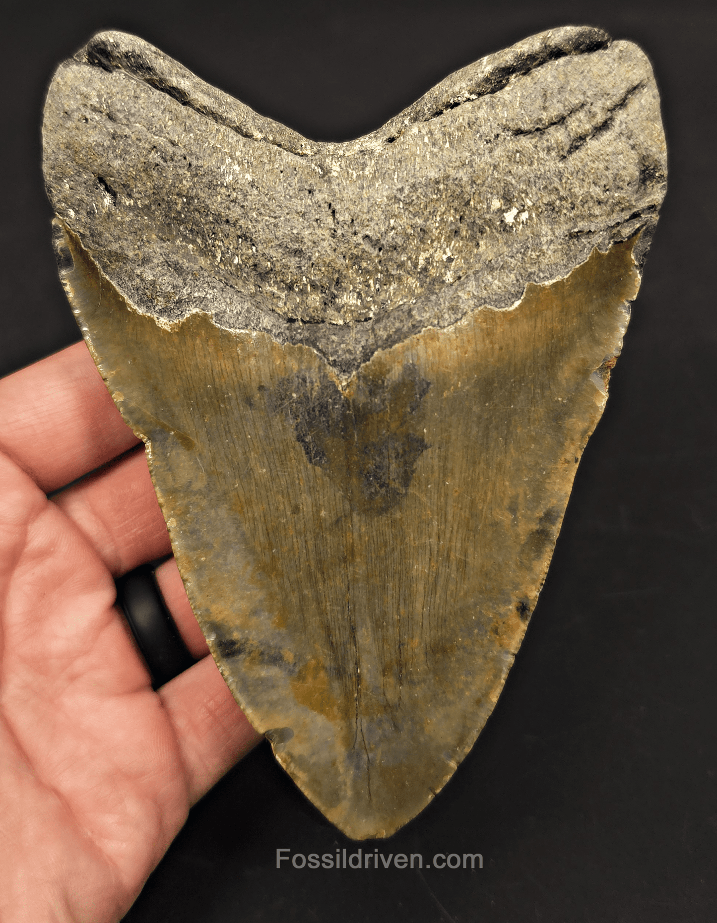 5.36" Fossil Megalodon Tooth - North Carolina | Fossil Driven - Fossil Driven
