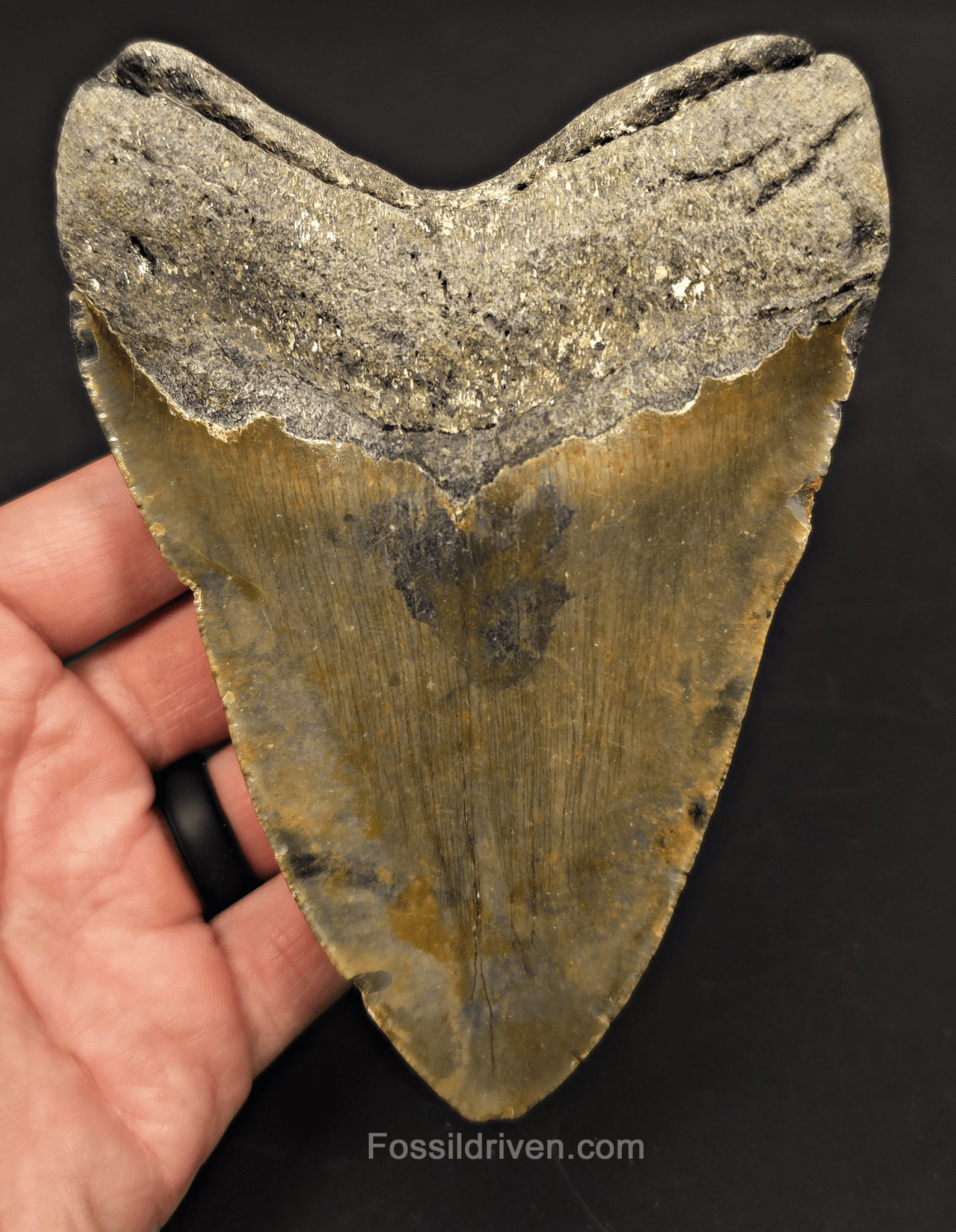 5.36" Fossil Megalodon Tooth - North Carolina | Fossil Driven - Fossil Driven