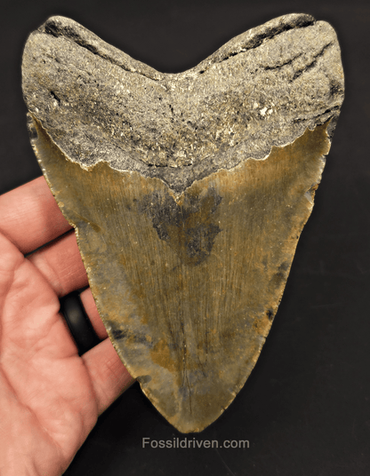 5.36" Fossil Megalodon Tooth - North Carolina | Fossil Driven - Fossil Driven