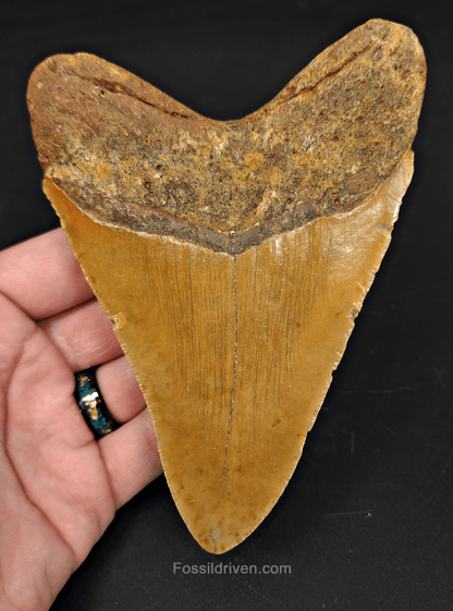 5.36" North Carolina Megalodon Tooth - Beauitful Color - Authentic Fossil Shark Tooth - Fossil Driven