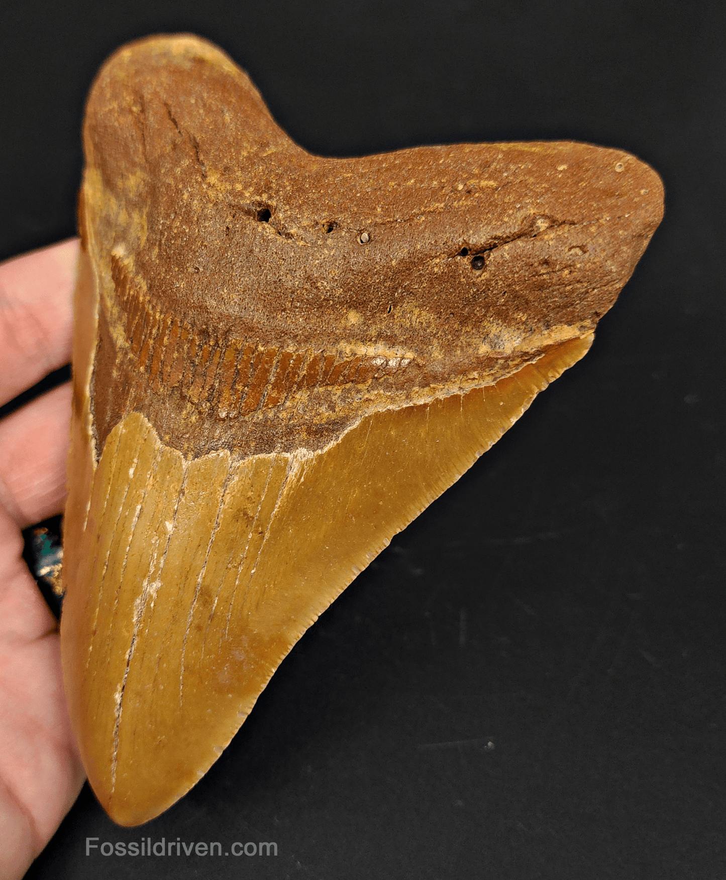 5.36" North Carolina Megalodon Tooth - Beauitful Color - Authentic Fossil Shark Tooth - Fossil Driven