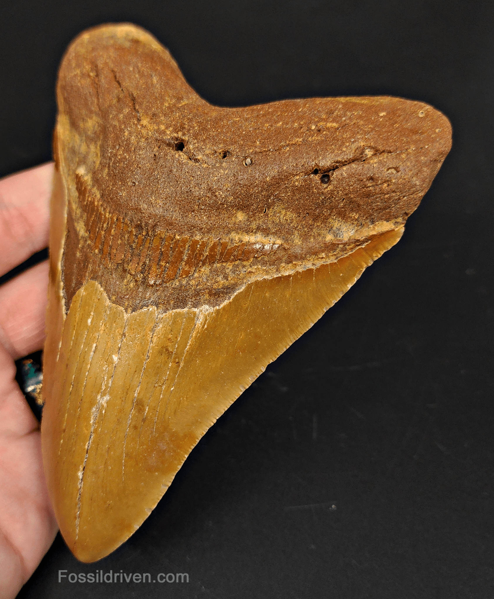 5.36" North Carolina Megalodon Tooth - Beauitful Color - Authentic Fossil Shark Tooth - Fossil Driven