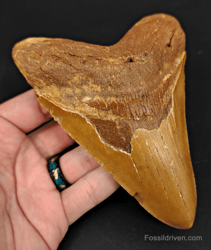 5.36" North Carolina Megalodon Tooth - Beauitful Color - Authentic Fossil Shark Tooth - Fossil Driven