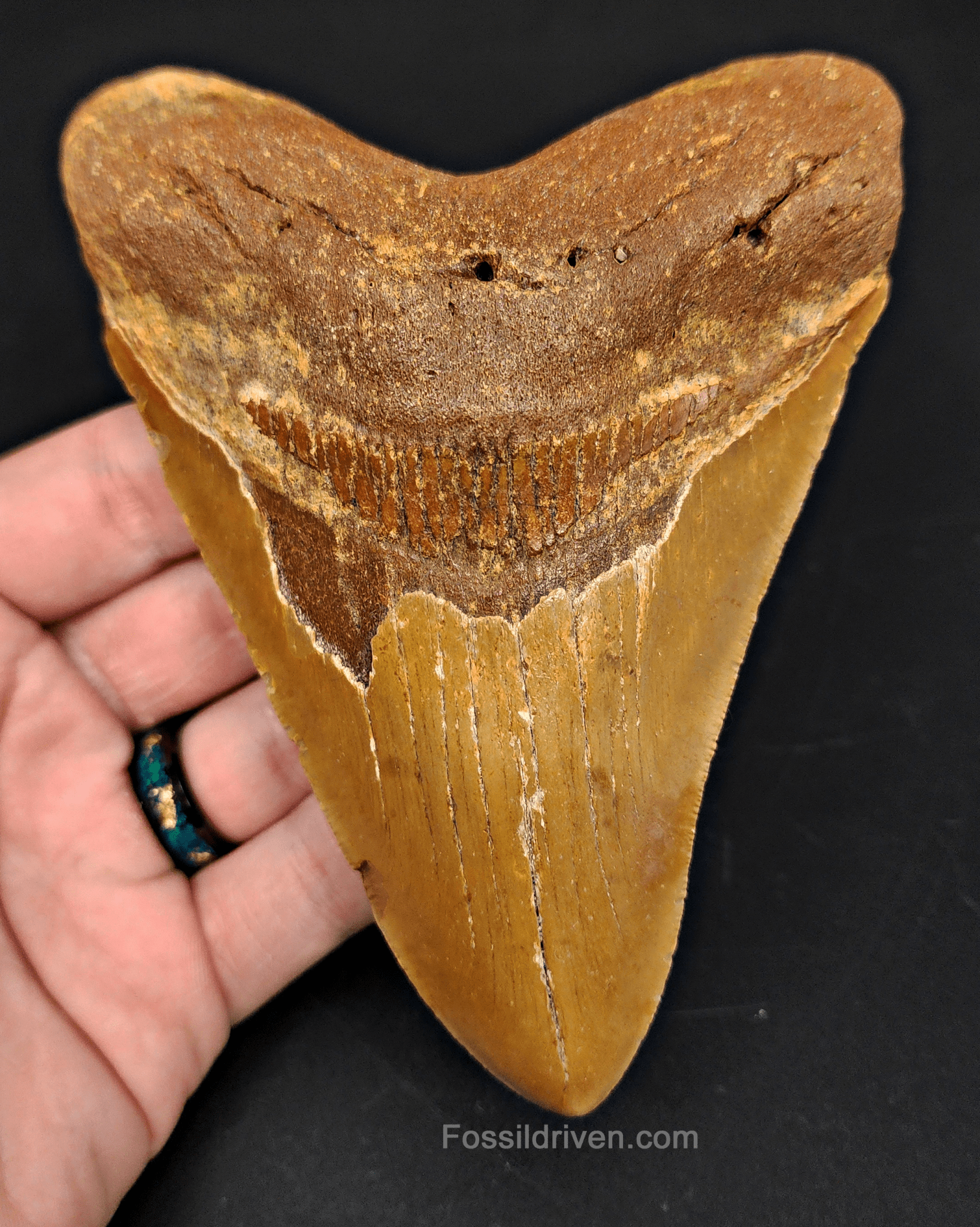 5.36" North Carolina Megalodon Tooth - Beauitful Color - Authentic Fossil Shark Tooth - Fossil Driven