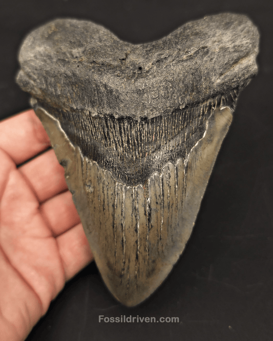 5.38" Fossil Megalodon Tooth for Sale - Beaufort, South Carolina | Fossil Driven - Fossil Driven