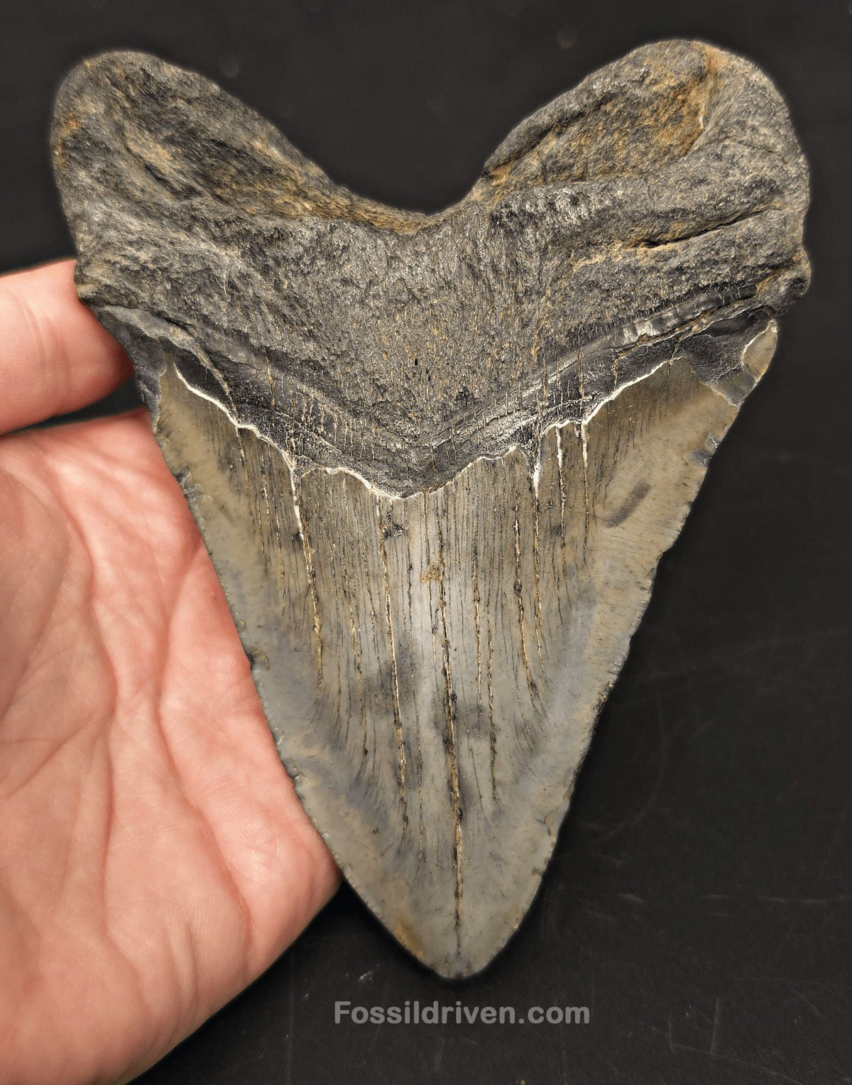5.38" Fossil Megalodon Tooth for Sale - Beaufort, South Carolina | Fossil Driven - Fossil Driven