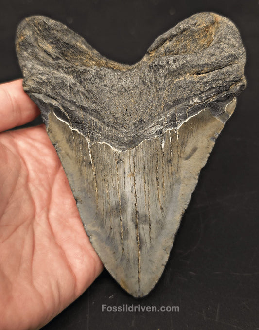 5.38" Fossil Megalodon Tooth for Sale - Beaufort, South Carolina | Fossil Driven - Fossil Driven