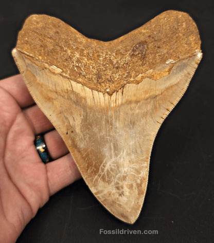 5.39" Collector Quality Fossil Megalodon Tooth - Java, Indonesia | Fossil Driven - Fossil Driven