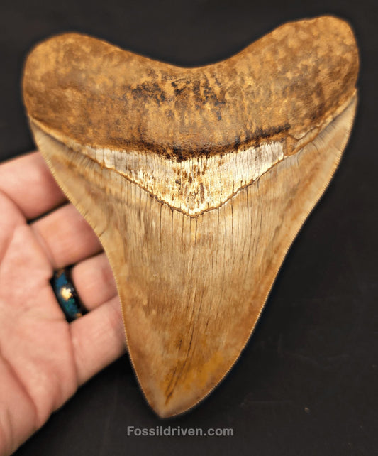5.39" Collector Quality Fossil Megalodon Tooth - Java, Indonesia | Fossil Driven - Fossil Driven