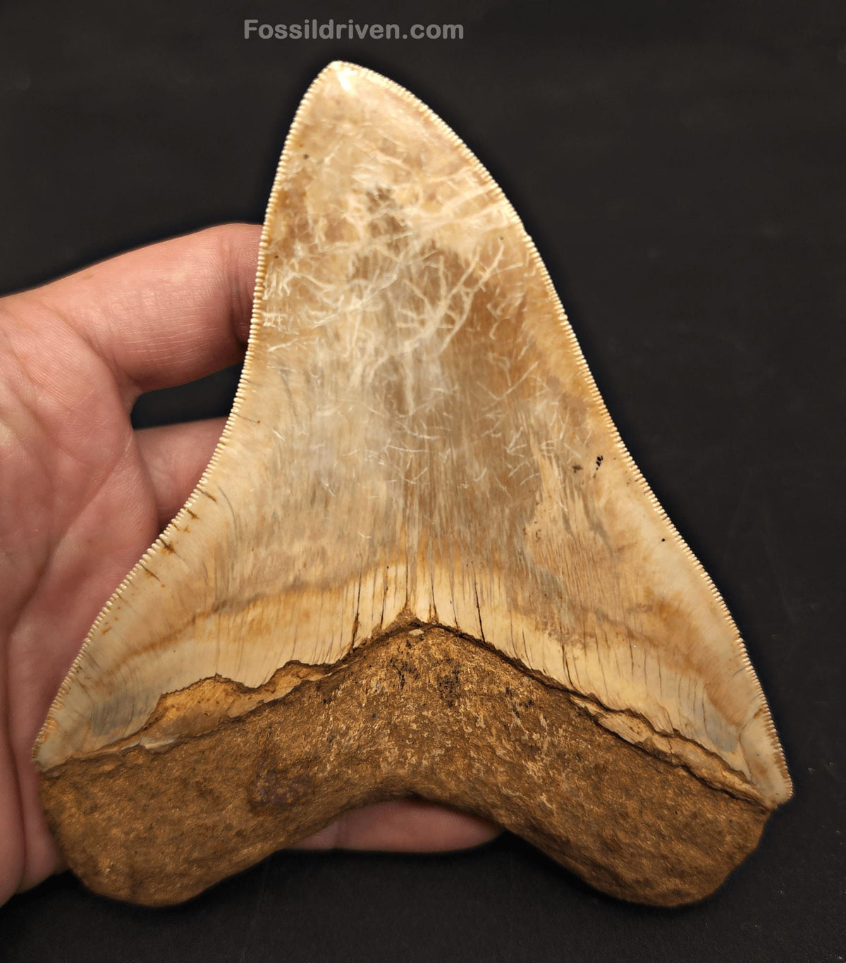 5.39" Collector Quality Fossil Megalodon Tooth - Java, Indonesia | Fossil Driven - Fossil Driven
