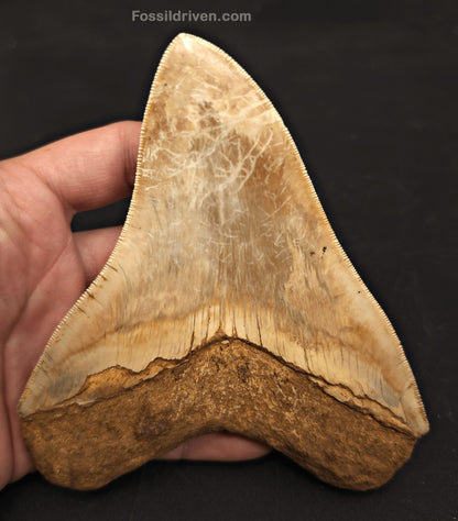 5.39" Collector Quality Fossil Megalodon Tooth - Java, Indonesia | Fossil Driven - Fossil Driven