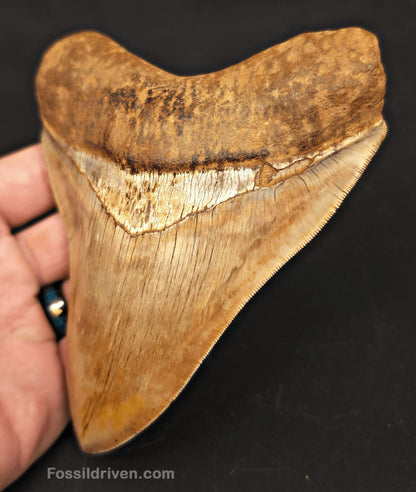 5.39" Collector Quality Fossil Megalodon Tooth - Java, Indonesia | Fossil Driven - Fossil Driven