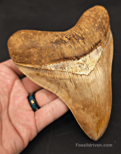5.39" Collector Quality Fossil Megalodon Tooth - Java, Indonesia | Fossil Driven - Fossil Driven