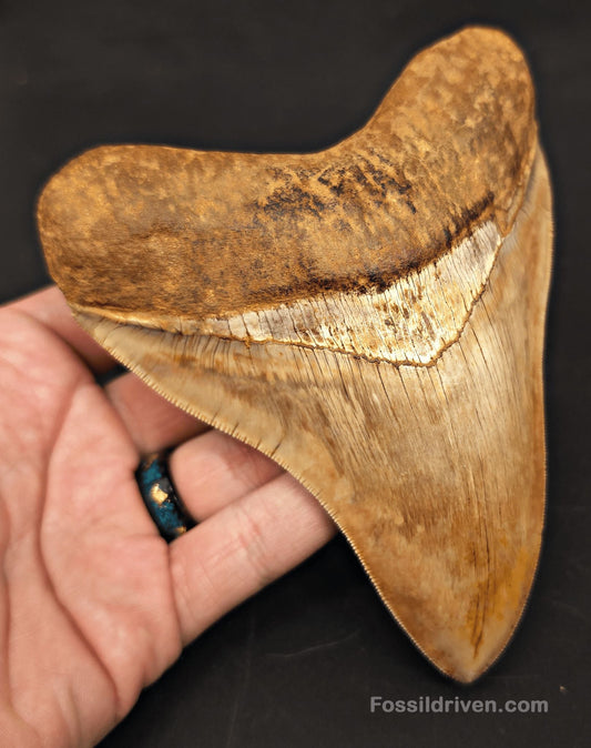 5.39" Collector Quality Fossil Megalodon Tooth - Java, Indonesia | Fossil Driven - Fossil Driven