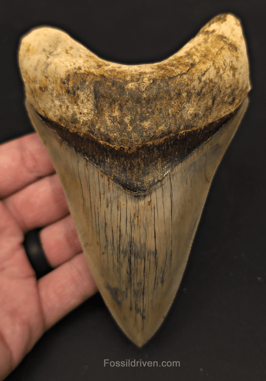 5.39" Top 1% Fossil Megalodon Tooth for Sale - Java, Indonesia | Fossil Driven - Fossil Driven