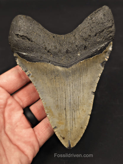 5.40" Fossil Megalodon Tooth - North Carolina | Fossil Driven - Fossil Driven