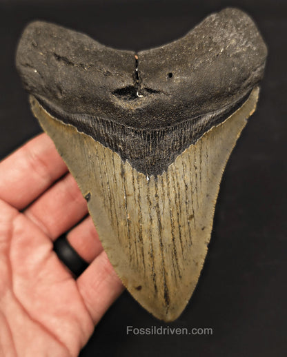 5.40" Fossil Megalodon Tooth - North Carolina | Fossil Driven - Fossil Driven