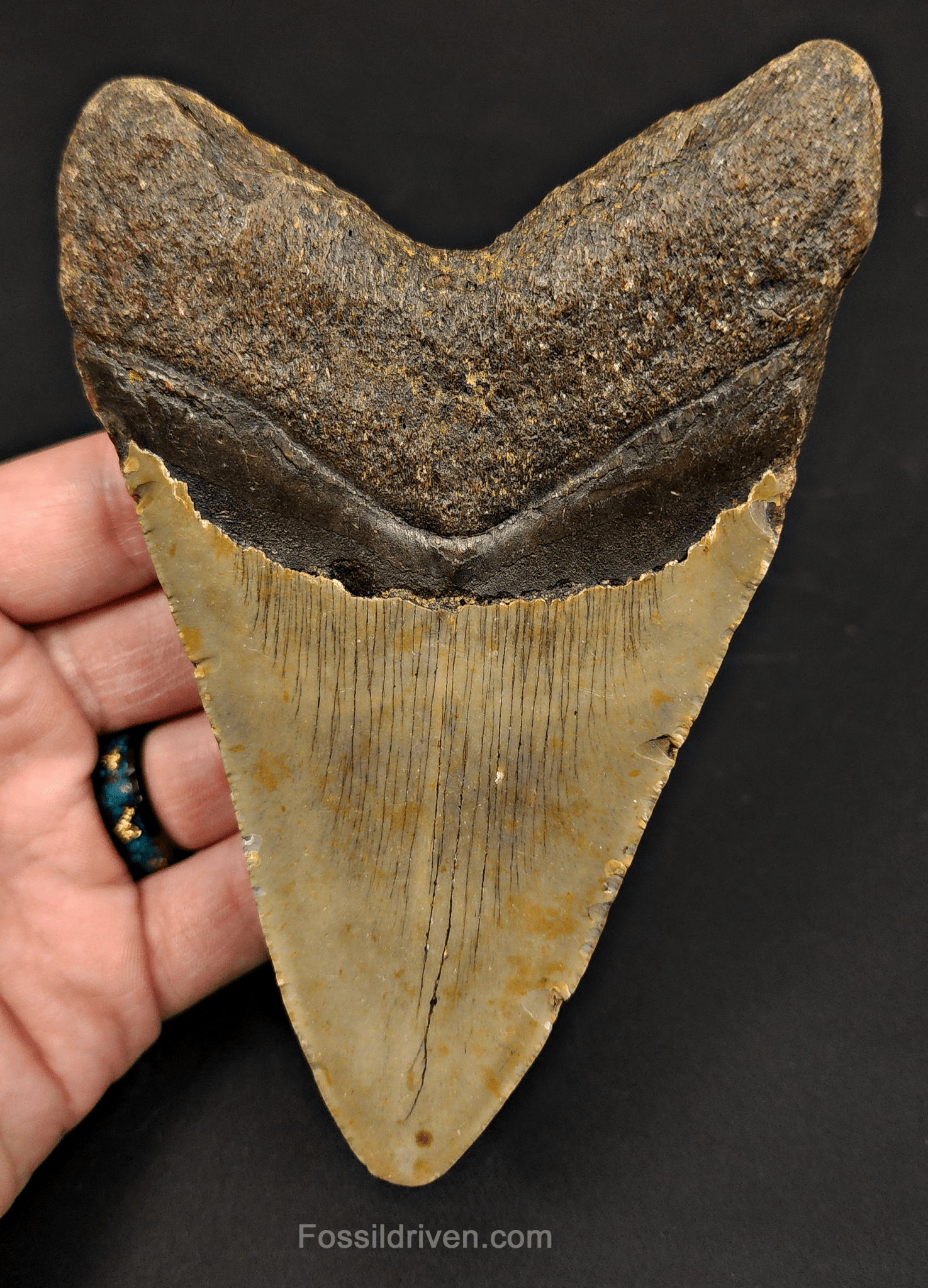 5.40" North Carolina Megalodon Tooth - Complete Specimen - Authentic Fossil Shark Tooth - Fossil Driven