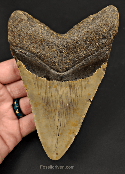 5.40" North Carolina Megalodon Tooth - Complete Specimen - Authentic Fossil Shark Tooth - Fossil Driven