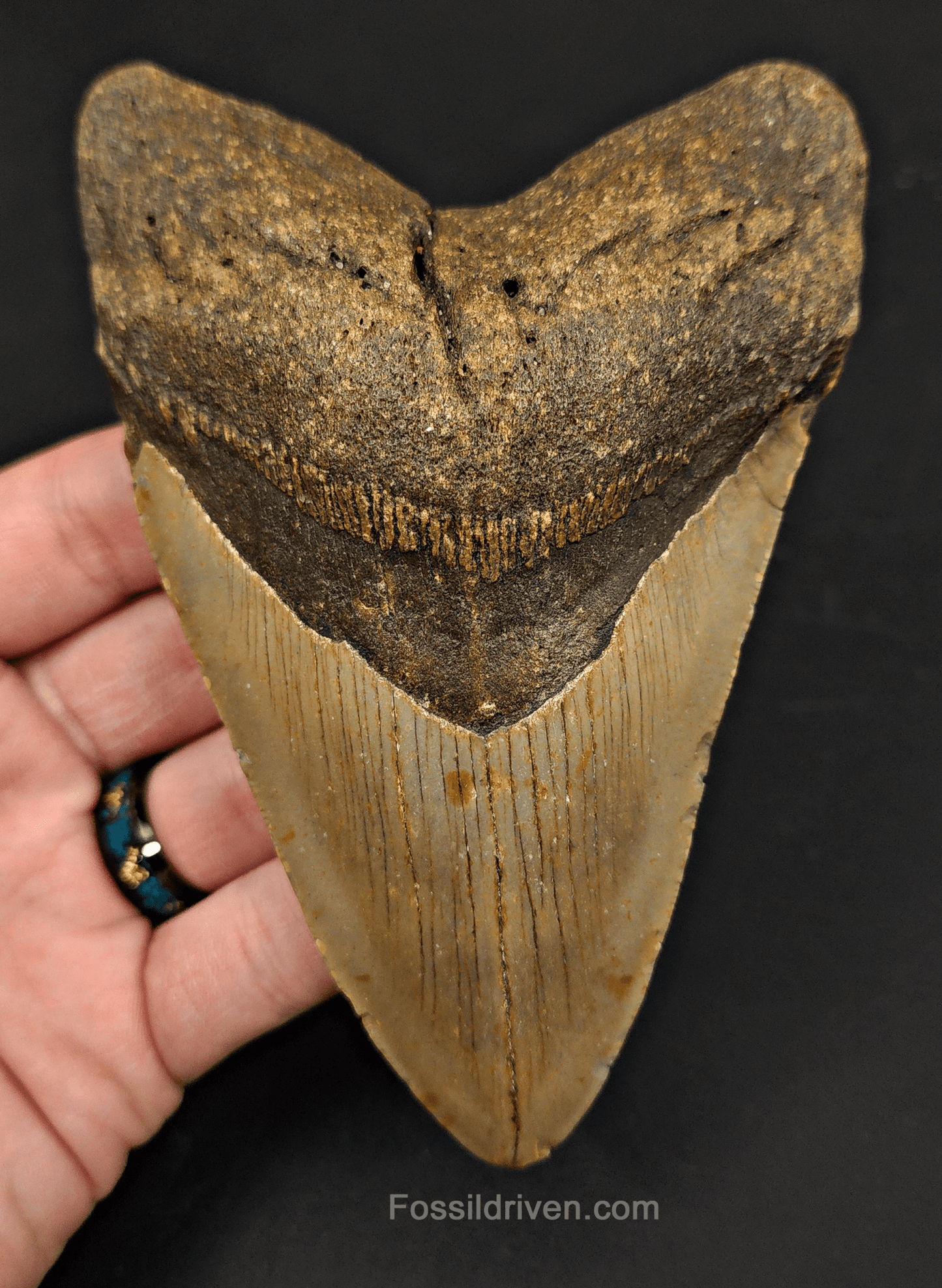 5.40" North Carolina Megalodon Tooth - Complete Specimen - Authentic Fossil Shark Tooth - Fossil Driven