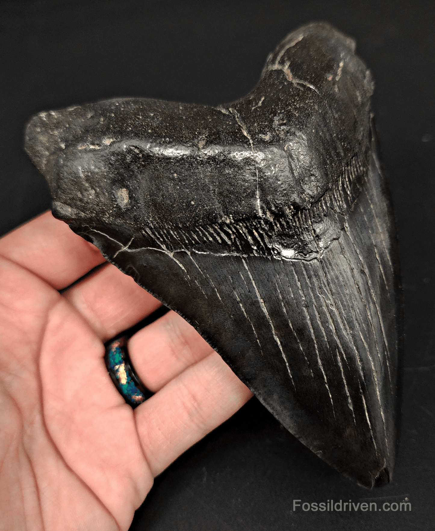 5.40" South Carolina Megalodon Tooth - Complete Specimen - Authentic Fossil Shark Tooth - Fossil Driven