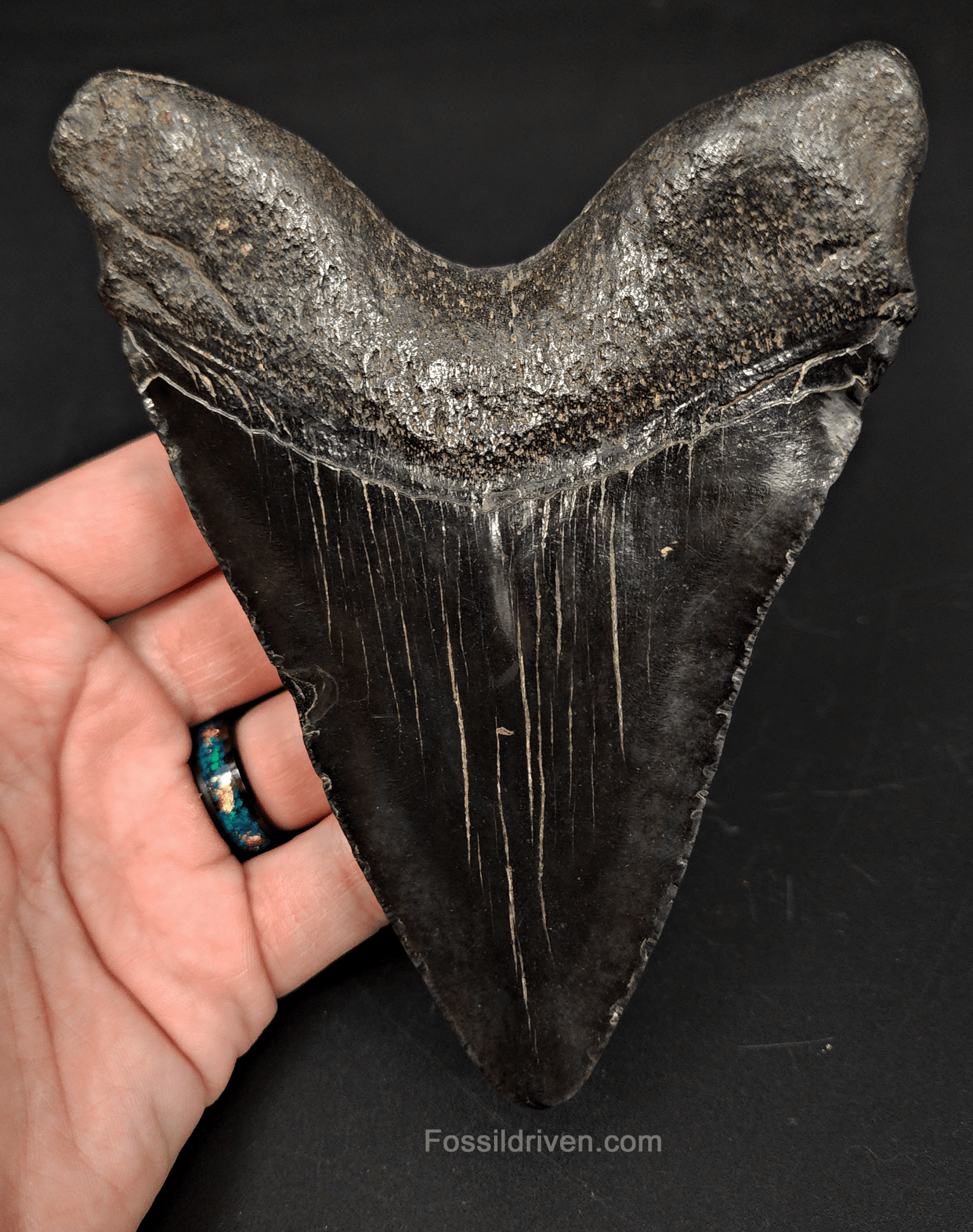 5.40" South Carolina Megalodon Tooth - Complete Specimen - Authentic Fossil Shark Tooth - Fossil Driven