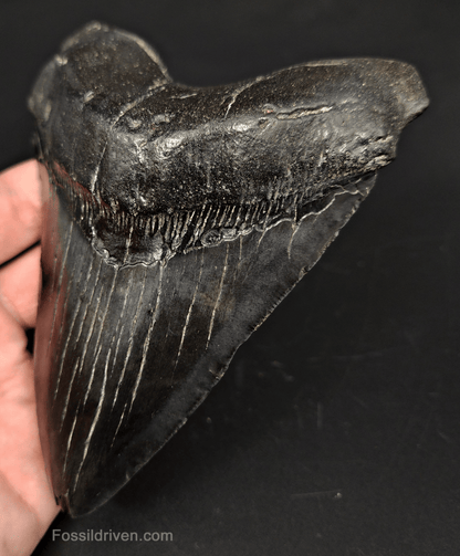 5.40" South Carolina Megalodon Tooth - Complete Specimen - Authentic Fossil Shark Tooth - Fossil Driven