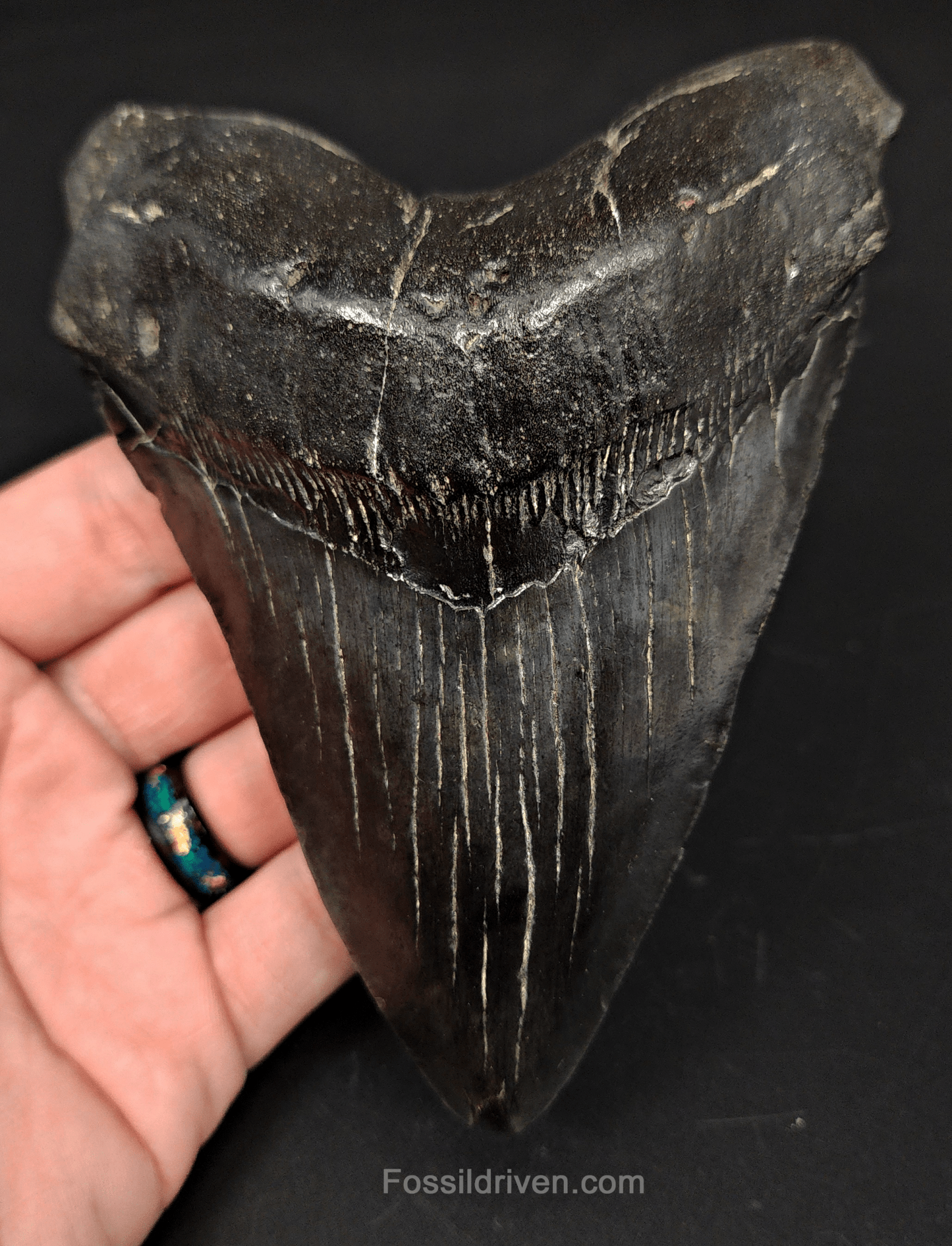 5.40" South Carolina Megalodon Tooth - Complete Specimen - Authentic Fossil Shark Tooth - Fossil Driven