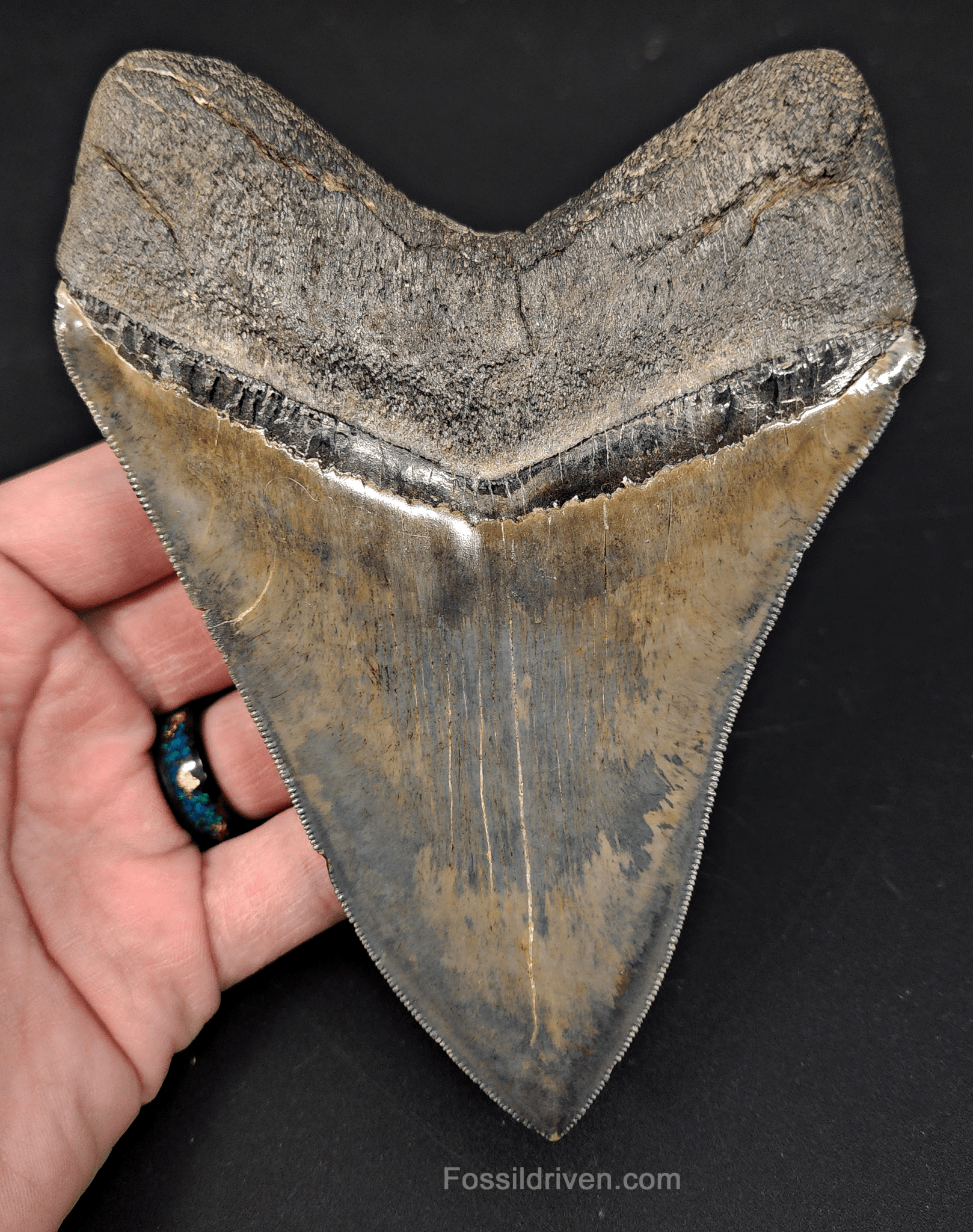 5.42" South Carolina Megalodon Tooth - Sharply Serrated - Restored Fossil Shark Tooth - Fossil Driven