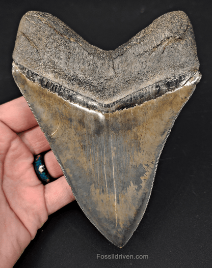 5.42" South Carolina Megalodon Tooth - Sharply Serrated - Restored Fossil Shark Tooth - Fossil Driven